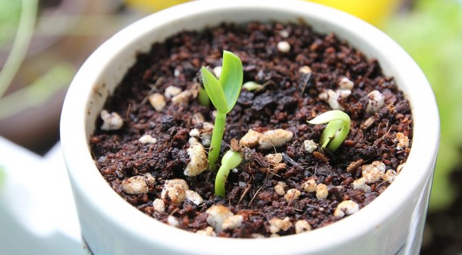 Growing Sprouts At Home For Health And Nutrition