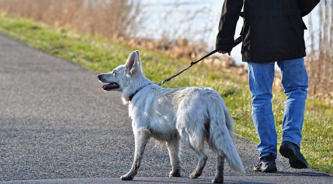 Standard Rule Of The California Leash Law