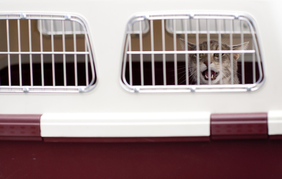 Moving Pets With Animal Transport Company