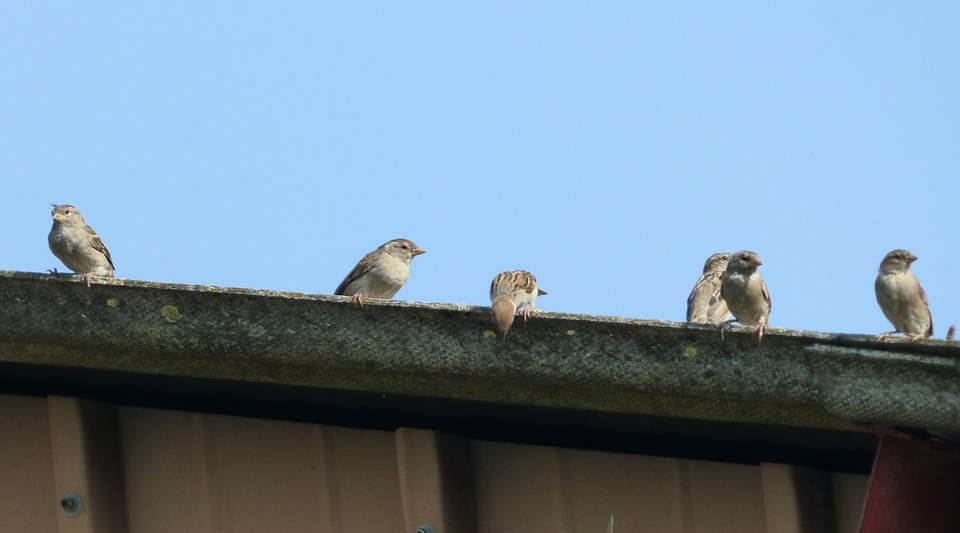 Affordable Gutter Cleaning Herts