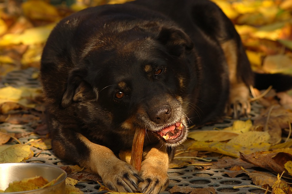 Reasons To Get Nutritious Dog Treats