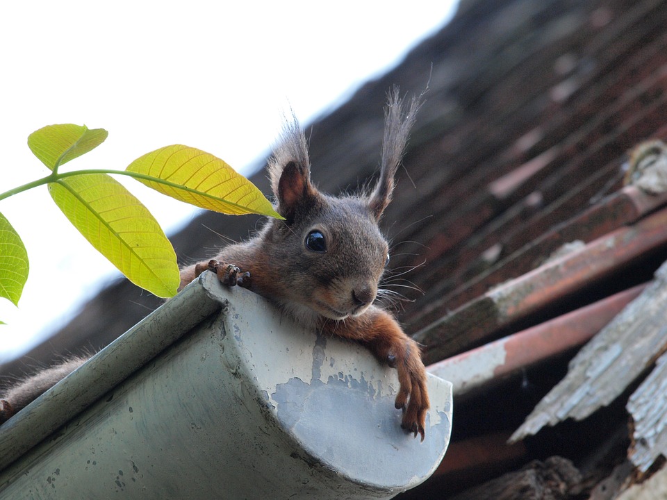 The Best Gutter Repairs Northants