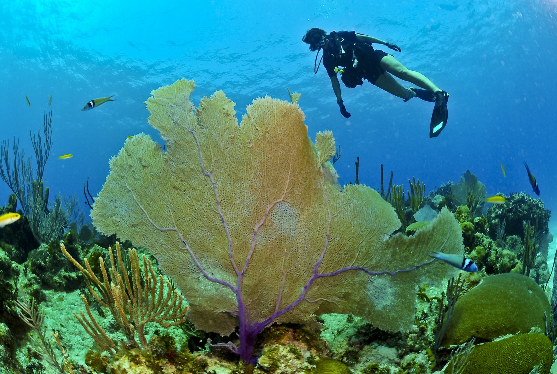 How To Enjoy Phuket Diving