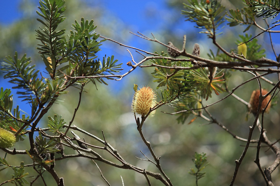 Native Australian Seeds Health Benefits