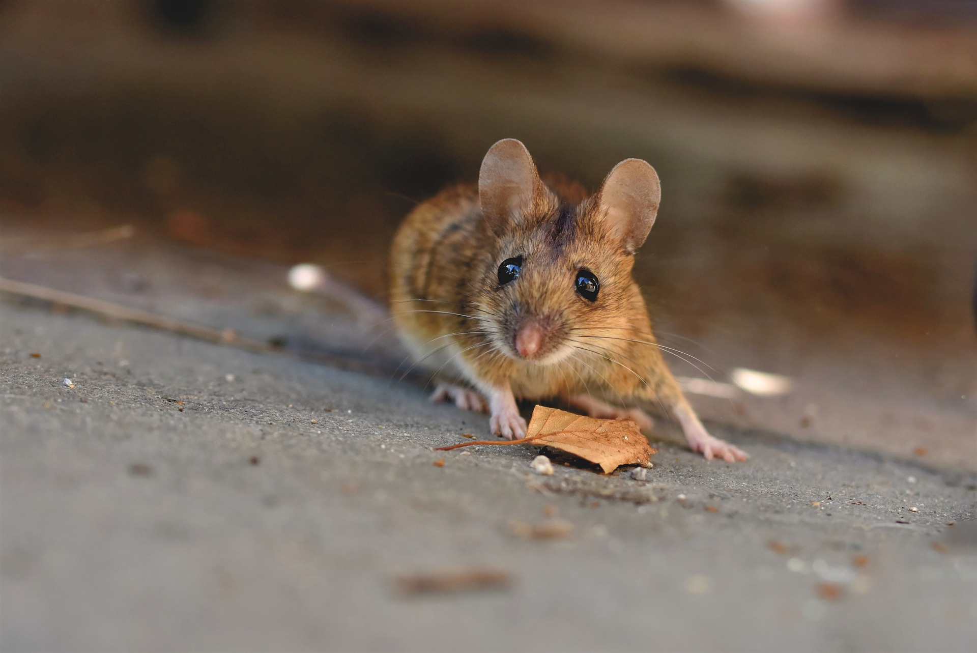 The Benefits Of Hiring A Rodent Cleanup Service Seattle