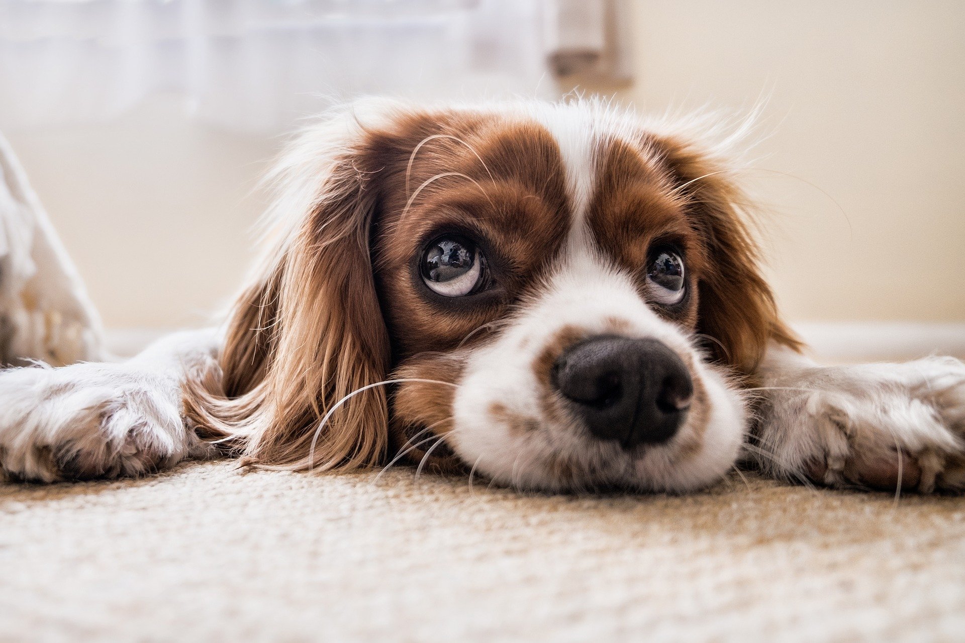 Cavalier Charles Spaniels Puppies Sydney: All You Need To Know