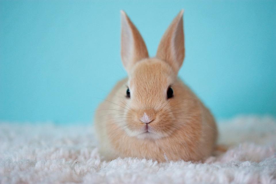 3 Rabbit Hideaway Options To Keep Your Pet Safe