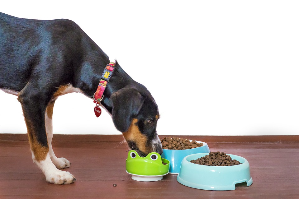 3 Ways To Keep Your Pet Healthy And Happy