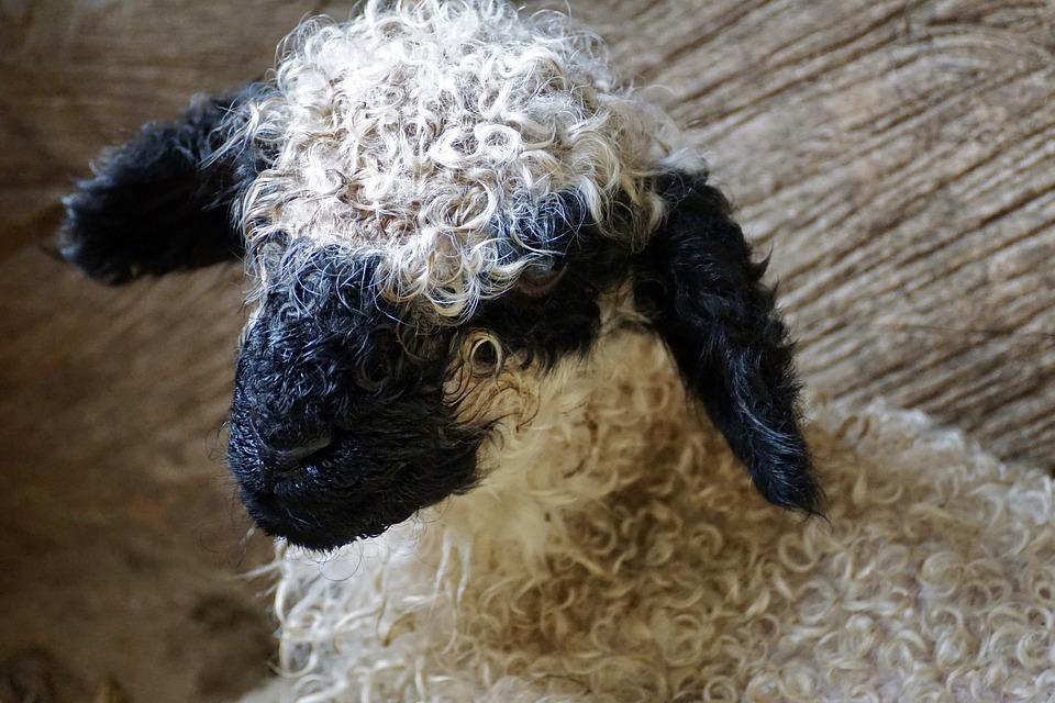 Valais Blacknose Sheep Embryos For Sale In The USA