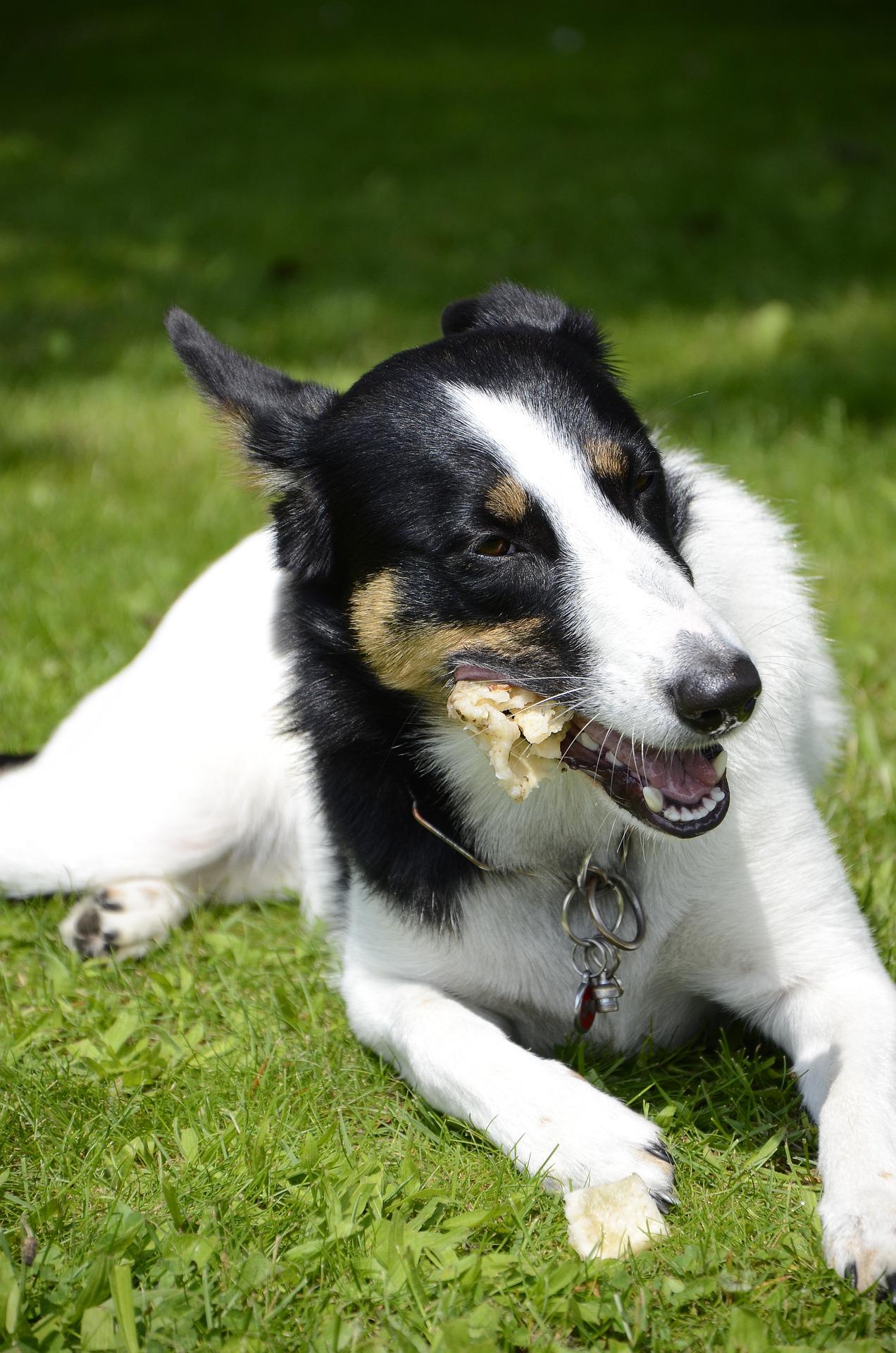 Can Dogs Eat Cheese: The Surprising Truth