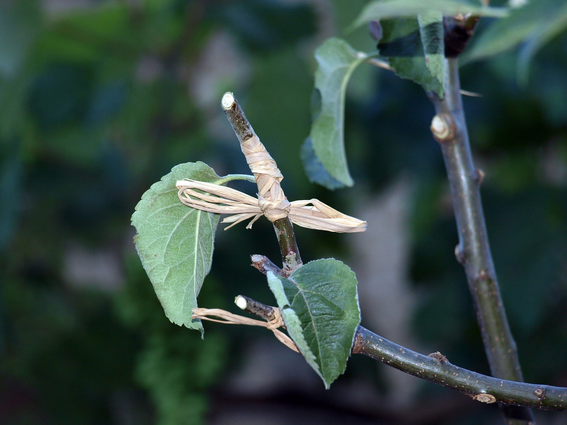 3 Reasons To Own A Grafting Tool, According To Experts