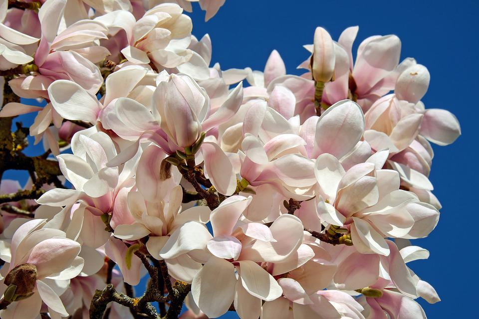 Beautiful Silk Magnolia Blooms