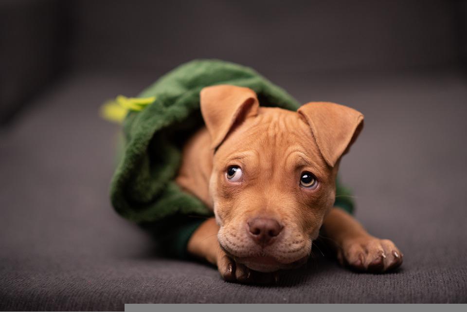 Dog Sweaters For Pitbulls: The Best And Warmest Sweaters For Your Dog