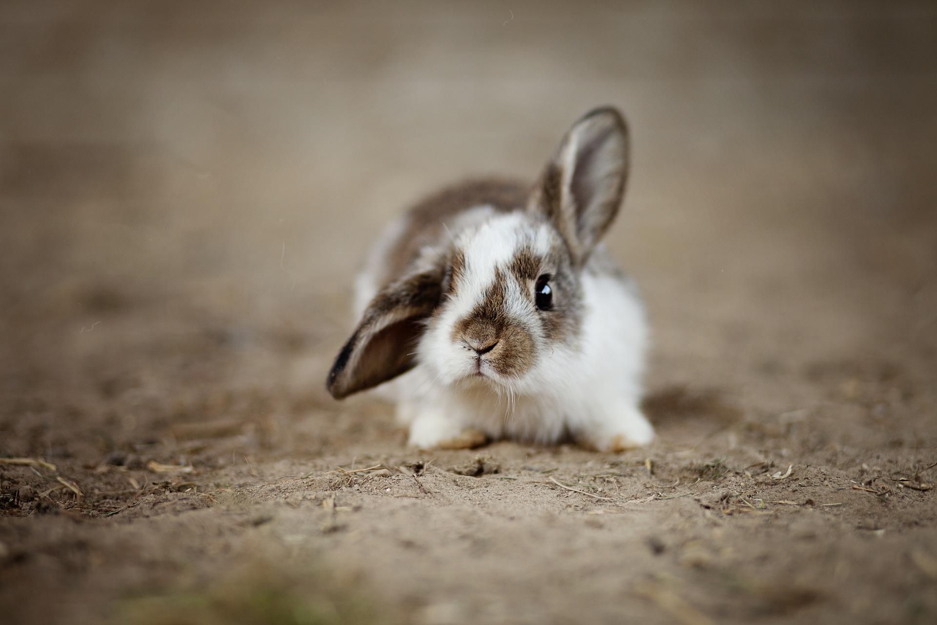 3 Reasons To Add A Wooden Rabbit Tunnel To Your Yard