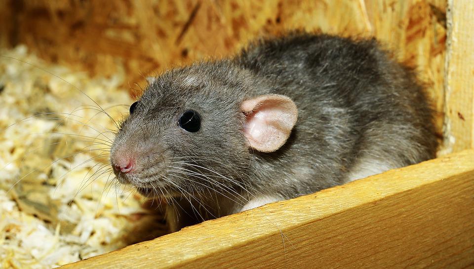 Hemp Bedding For Rats