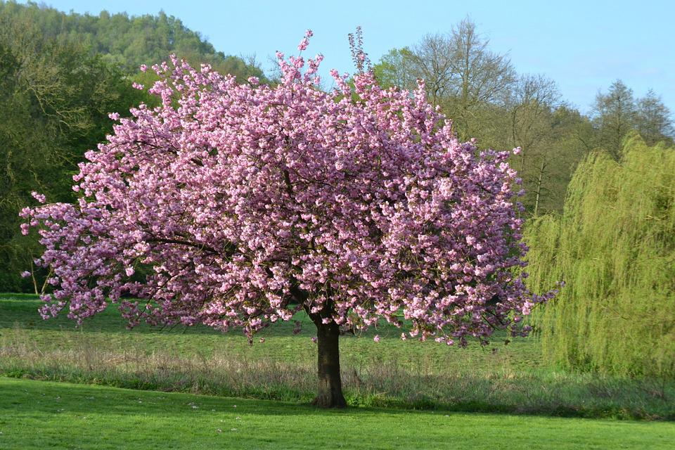 Magnolia Rustica Rubra: The Tree Of Life