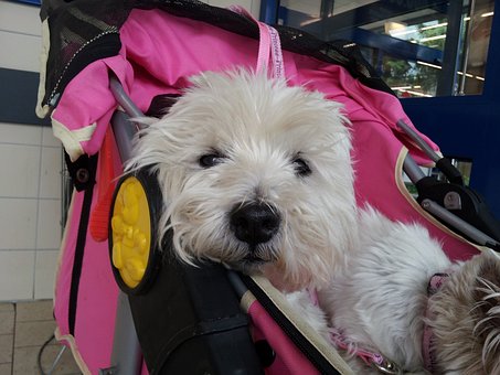 The Complete Guide To Choosing The Perfect Stroller For Your Dog