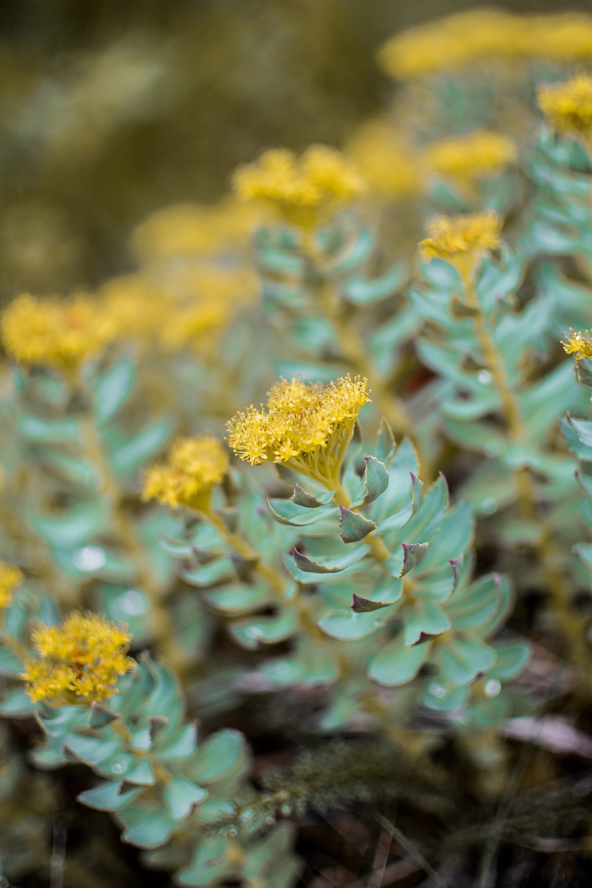 Discover The Healing Powers Of Rhodiola