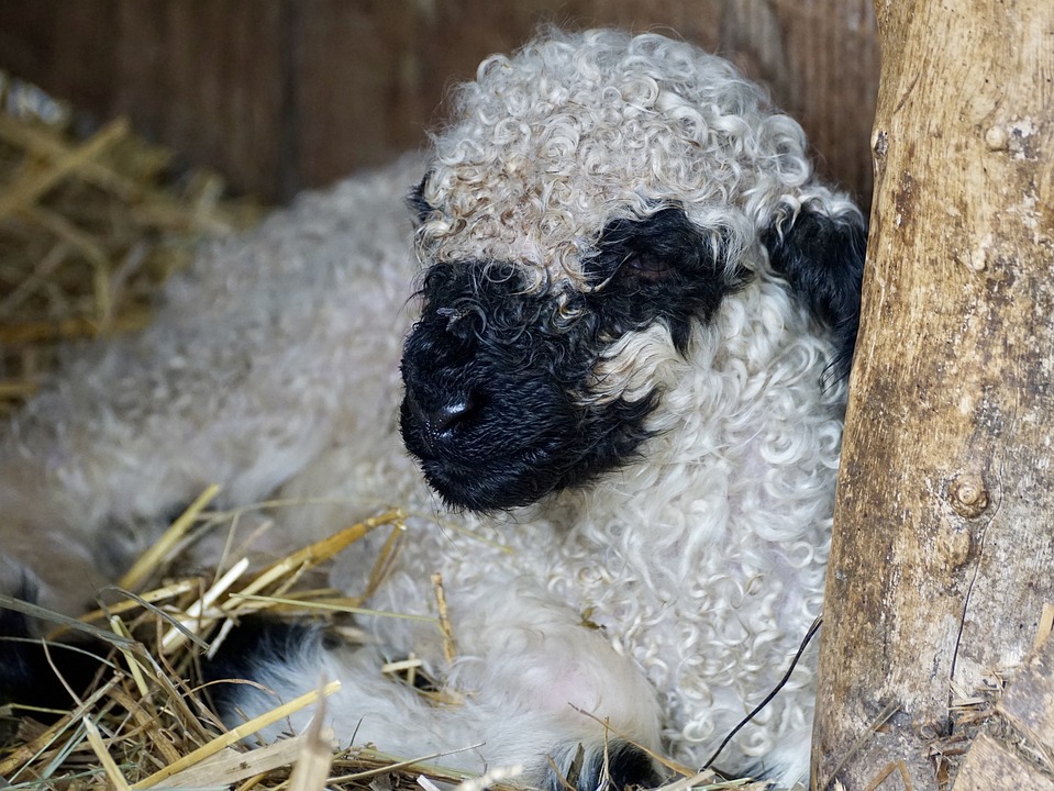 Valais Blacknose Sheep: The World’s Cutest Embryos For Sale