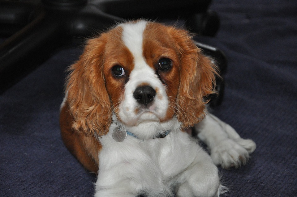 Everything You Need To Know About Cavalier Charles Spaniels