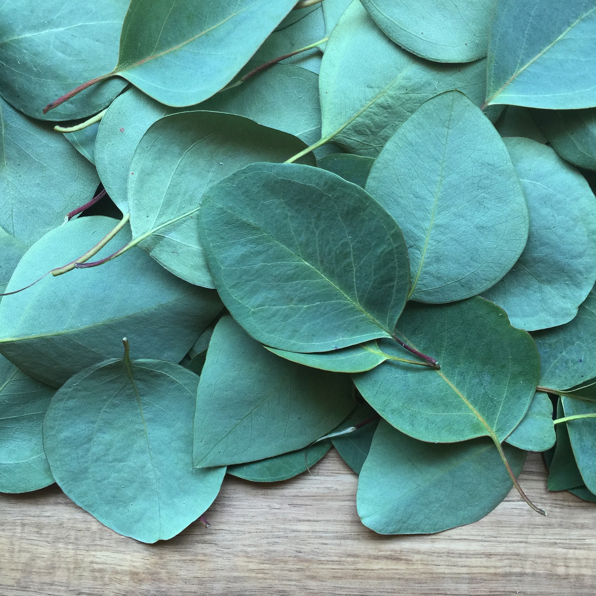 Everything You Need To Know About Fake Eucalyptus