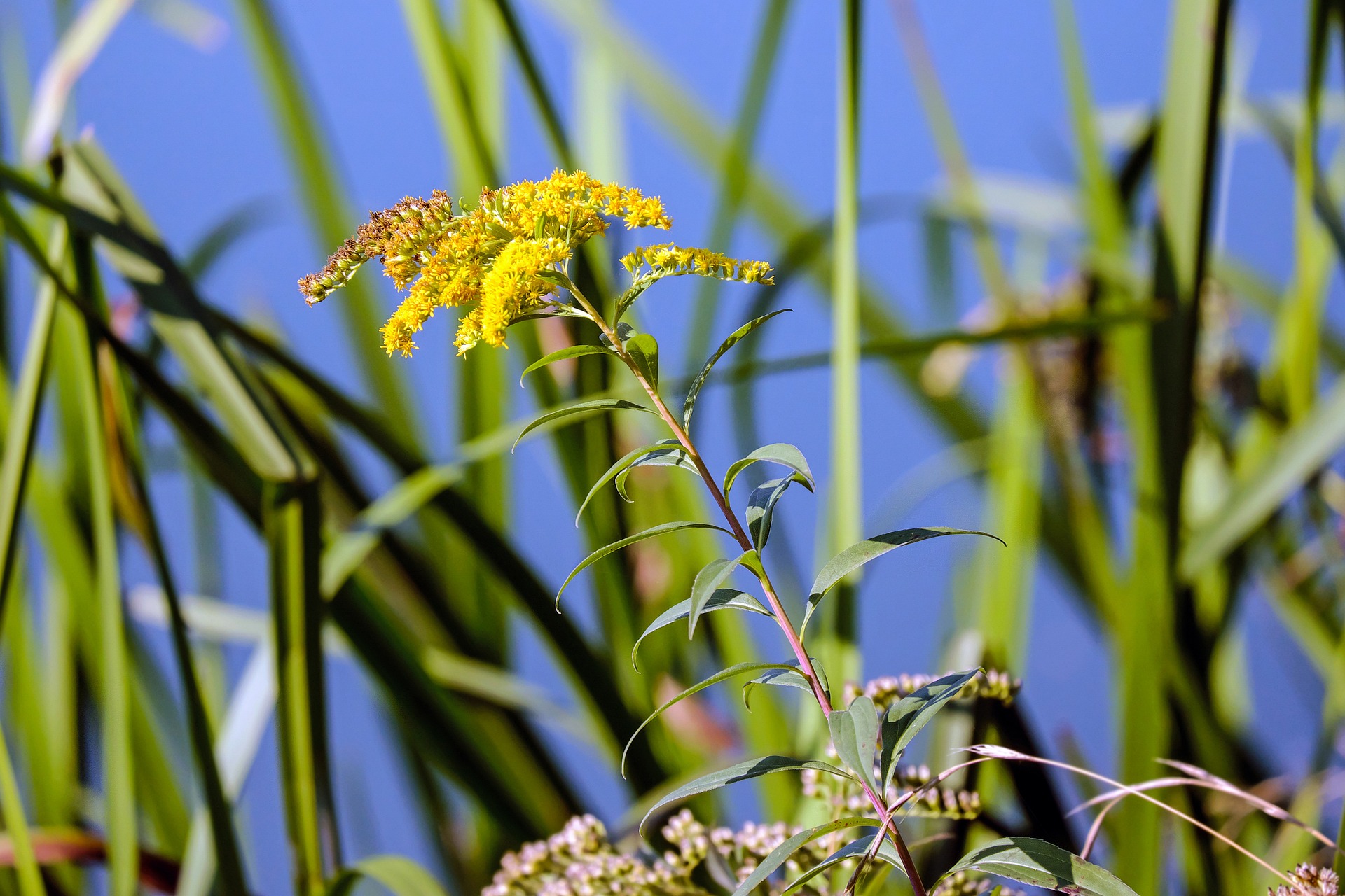 Flowers That Bloom All Year In California