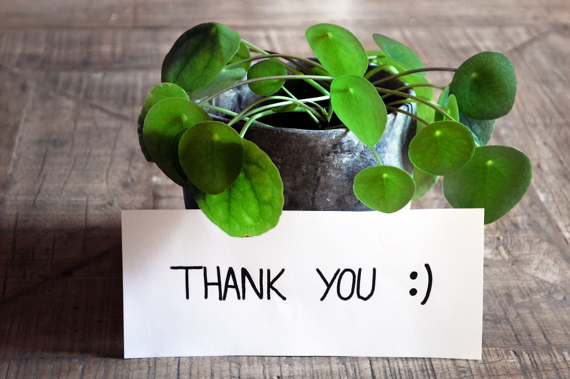 The Many Benefits Of Giving A Thank You Plant Gift