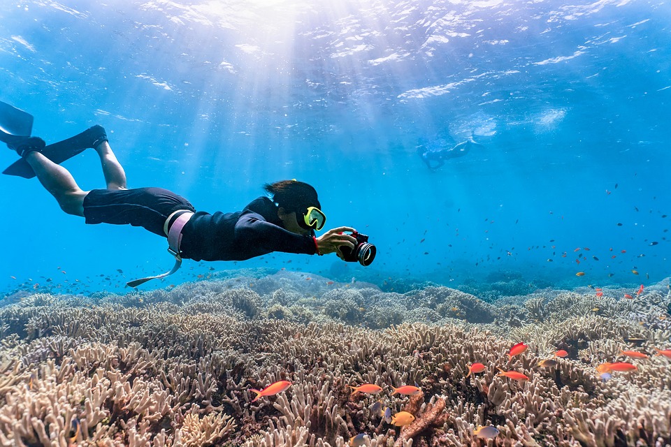 Discover Unique Species With Akumal Snorkeling