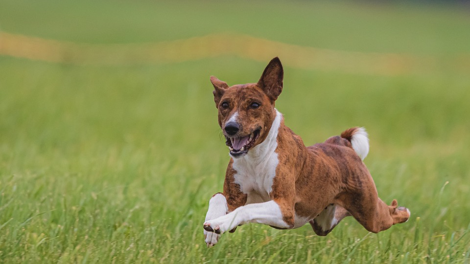 Benefits Of Puppy Obedience Training