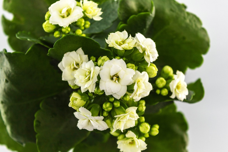 3 Tips For Caring For Your Kalanchoe