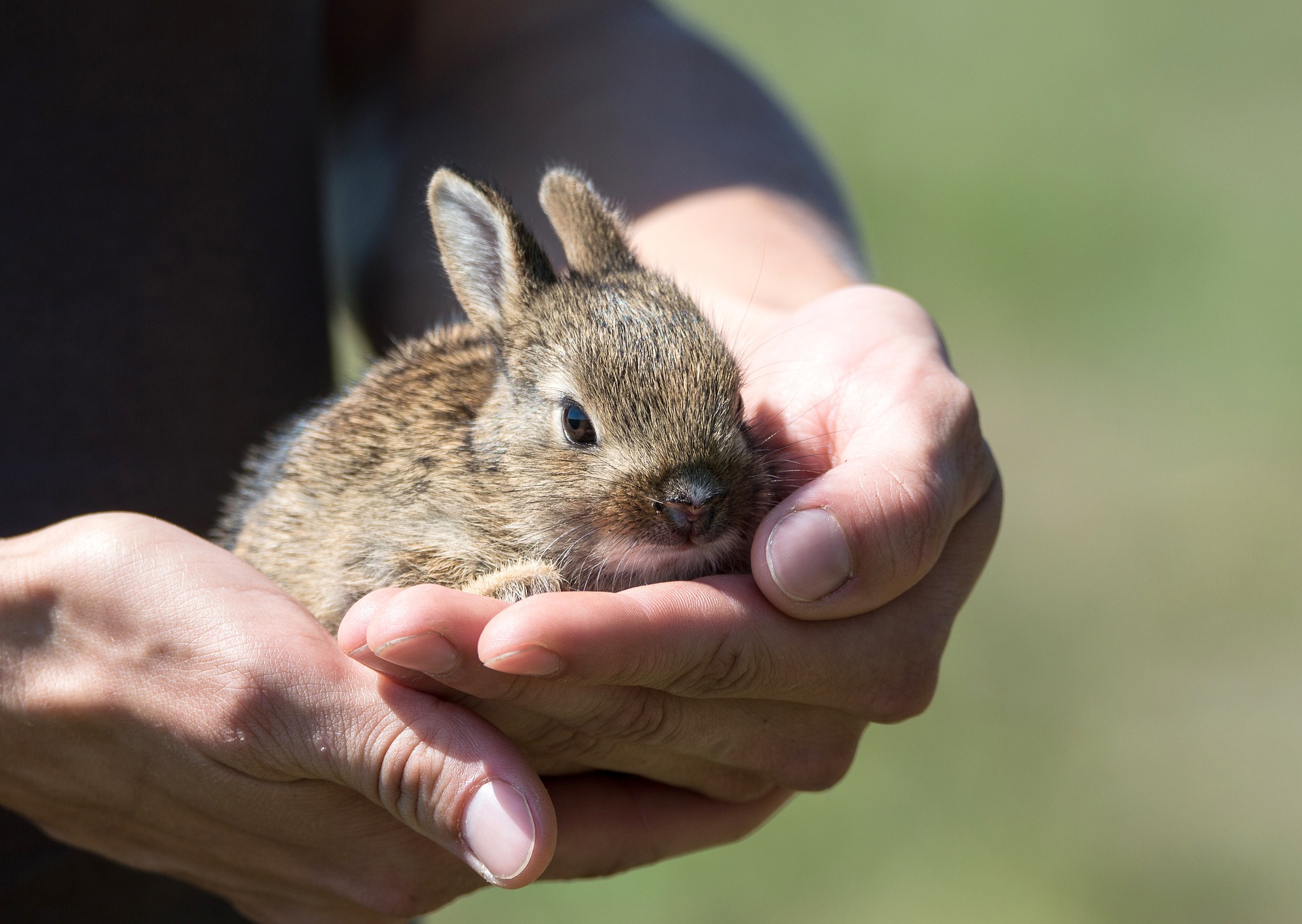 All You Need To Know About Wooden Rabbit Tunnels