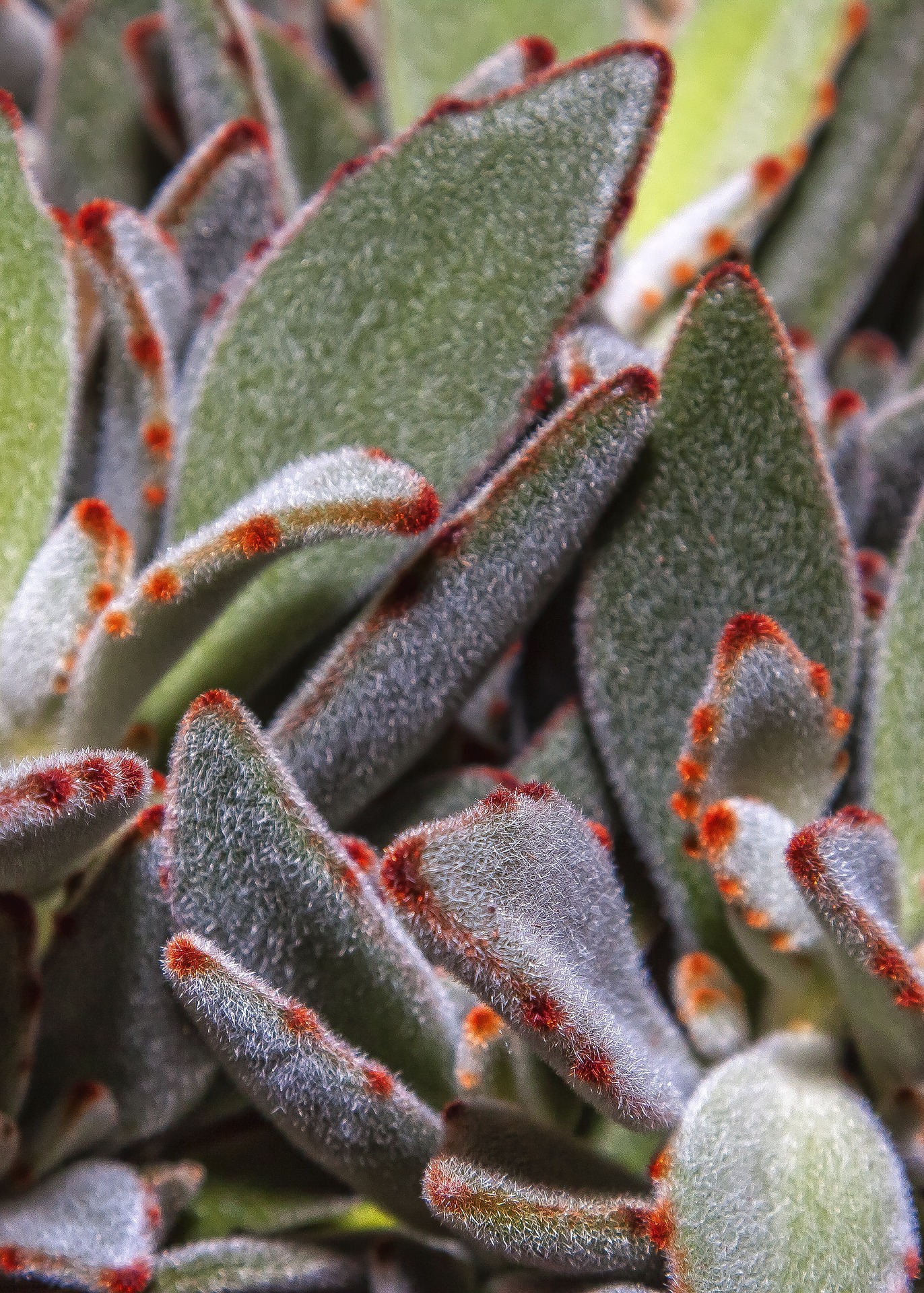 Kalanchoe Care: Keep Your Succulent Happy