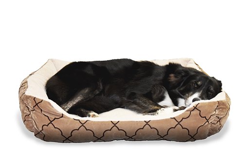 Improve Your Pooch’s Sleep with Memory Foam Dog Beds