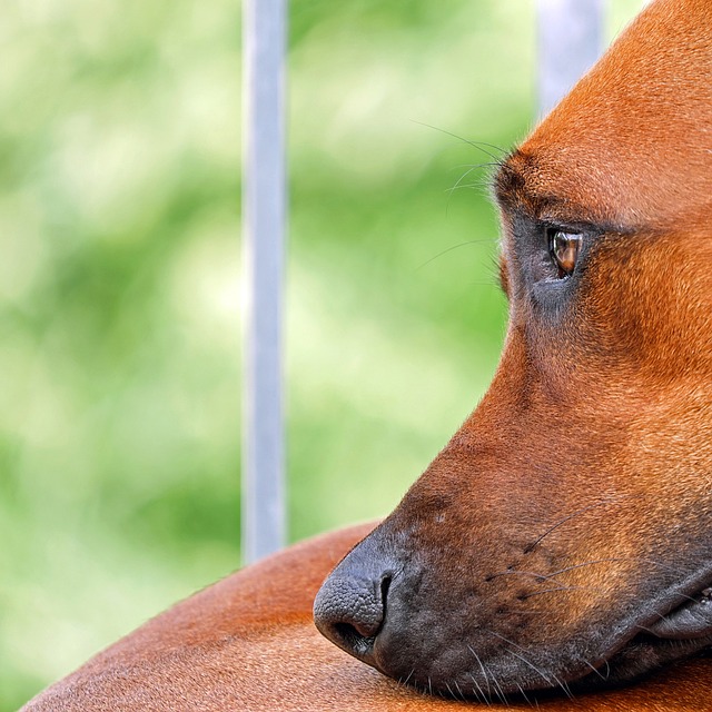 Helping Your Furry Friend Overcome Separation Anxiety