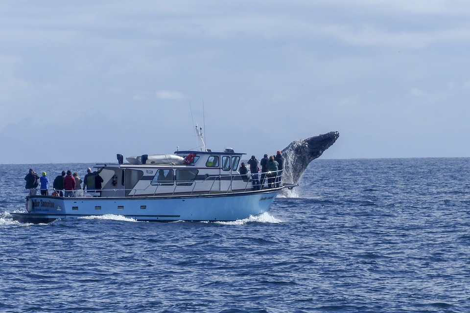 Discover the beauty of the ocean with Whale Watching Tours in Queensland.