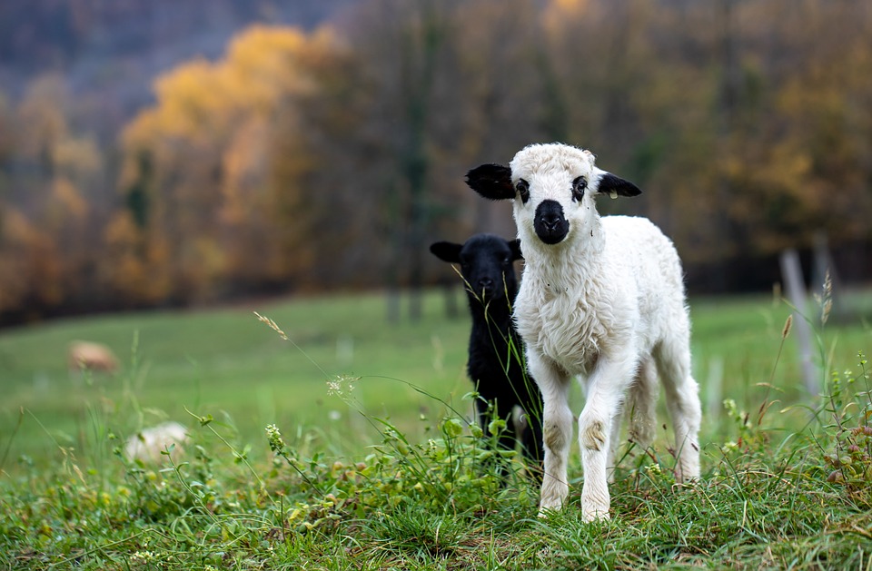 Introducing the Hottest New Trend in Livestock: Rare Swiss Sheep Embryos