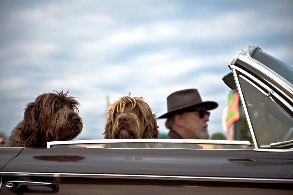 Traveling with Your Furry Friends: Tips for Pet Transportation