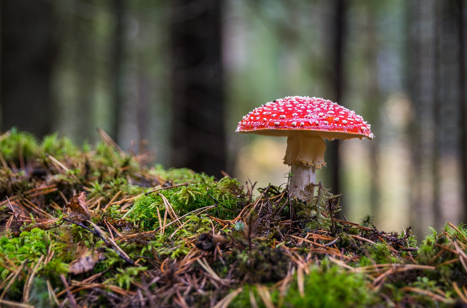 The Mysteries of the Red and White Mushroom