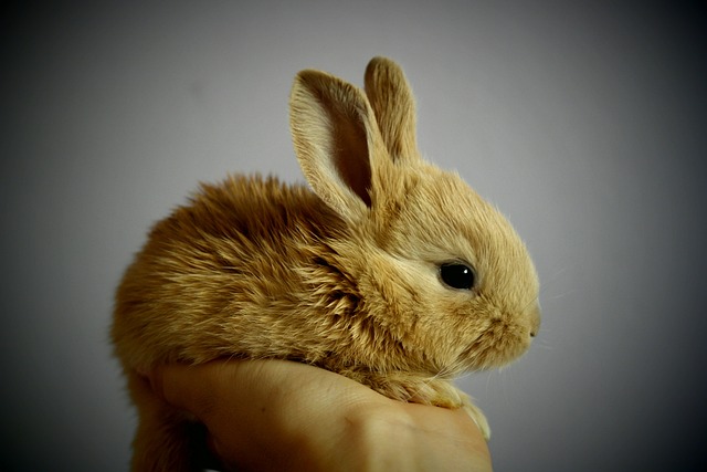 Creating a Cozy Retreat for Your Bunny Friend