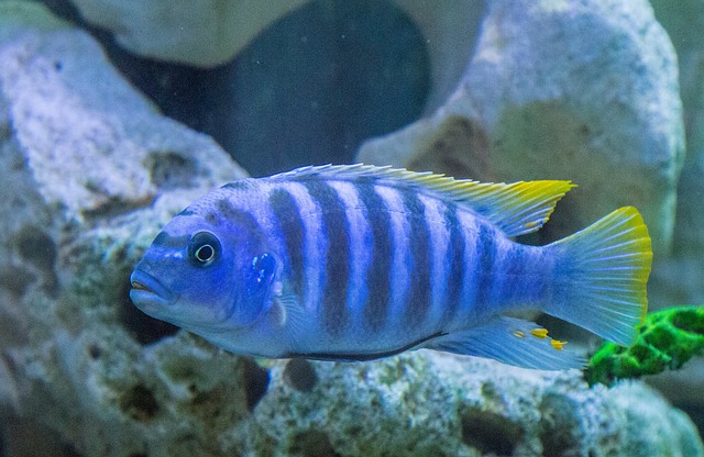 Cichlid Fish: The Vibrant Swimmers