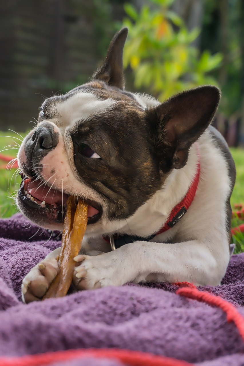 Vegan Dog Chews: A Healthy Choice for Your Furry Friend