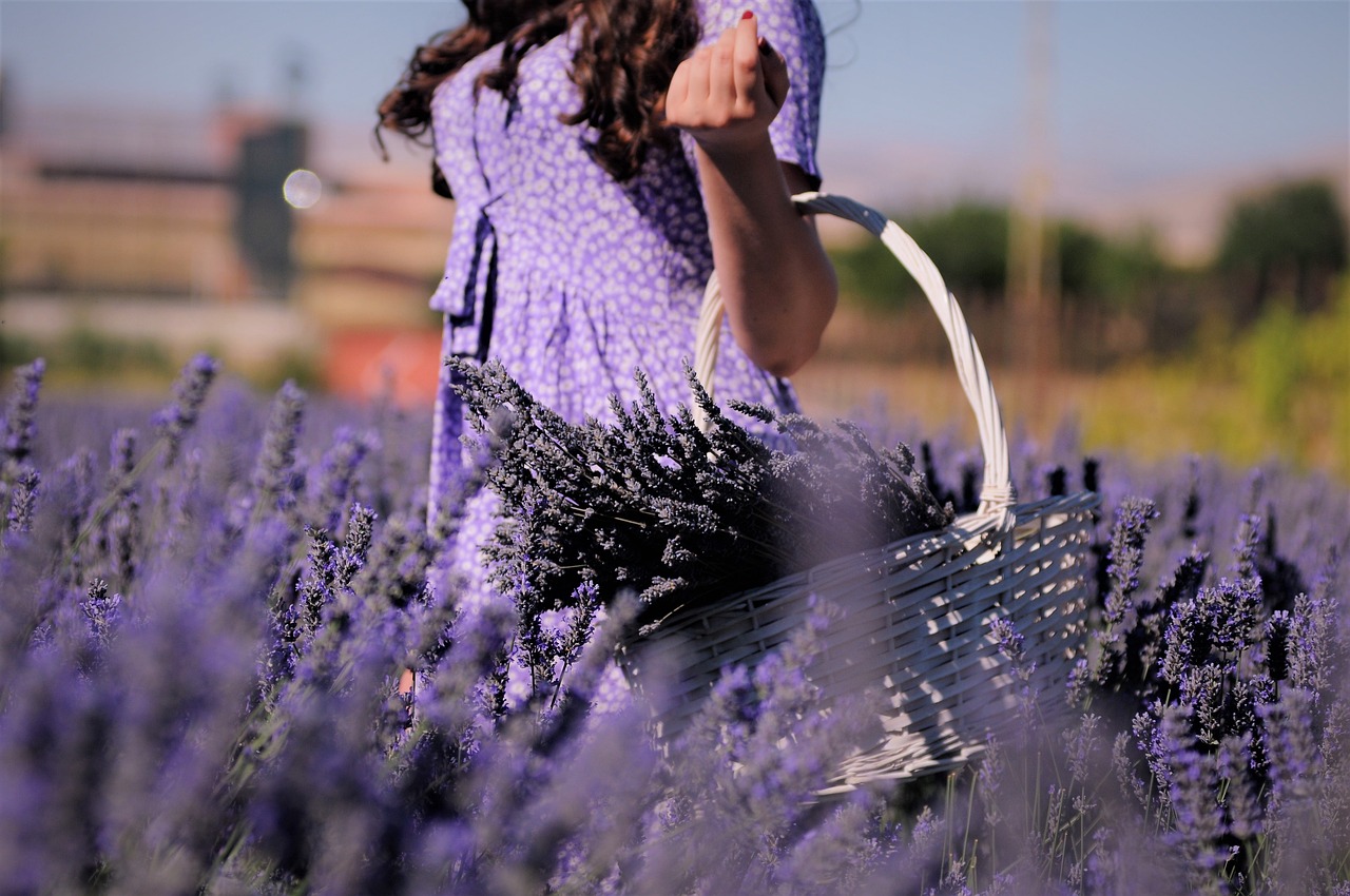 Growing Lavender: Tips for a Thriving Garden