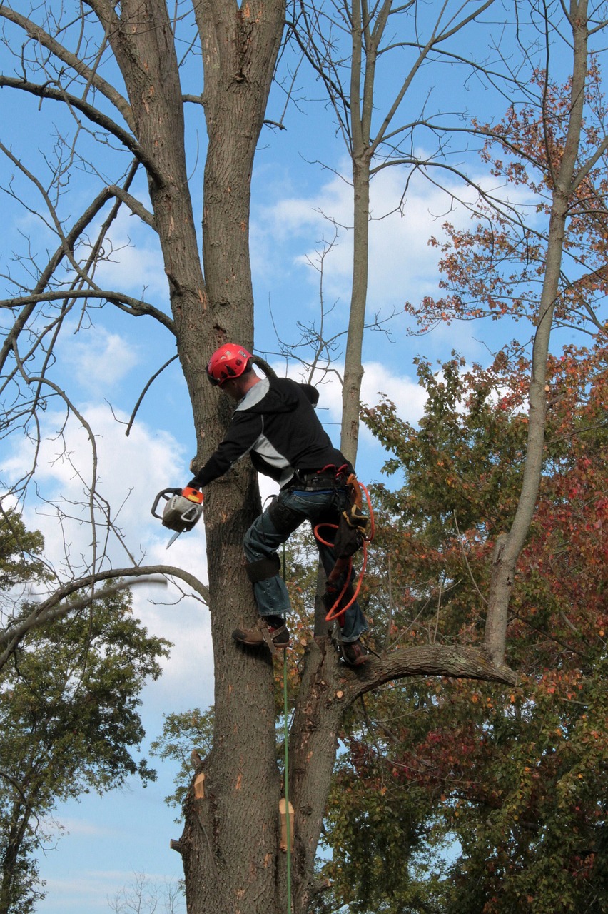 The Importance of Caring for Our Trees