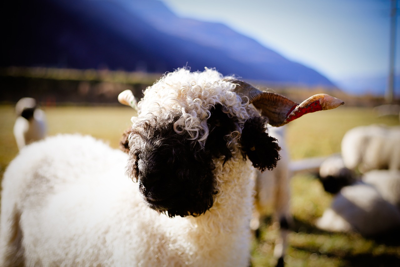 Swiss Valais Blacknose Embryos: A Cute and Unique Creature