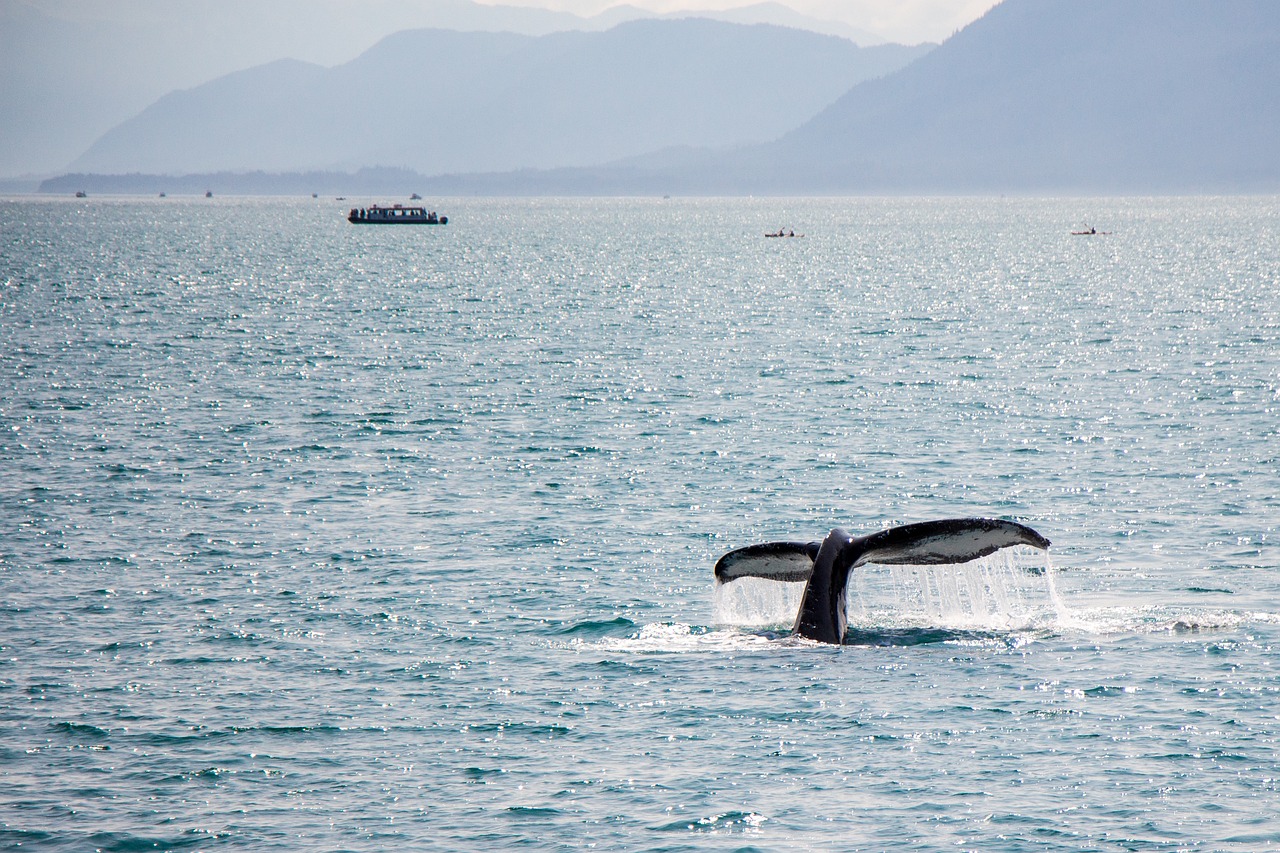 Whale Watching Tours Queensland: A Marvelous Adventure in the Ocean