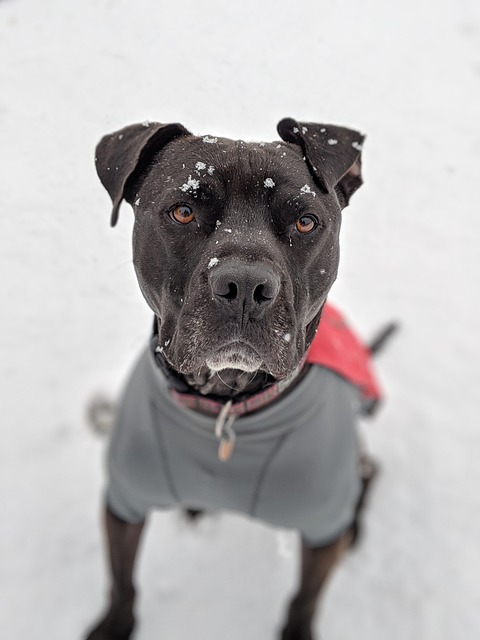 Warm and Cozy: Sweaters Perfect for Your Pitbull Friend