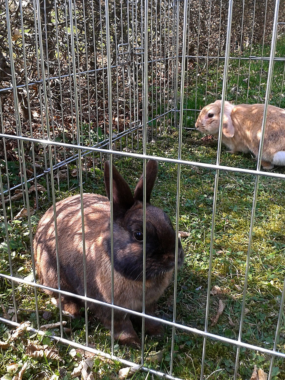 The Benefits of a Bunny Paradise: Creating a Cozy Underground Habitat