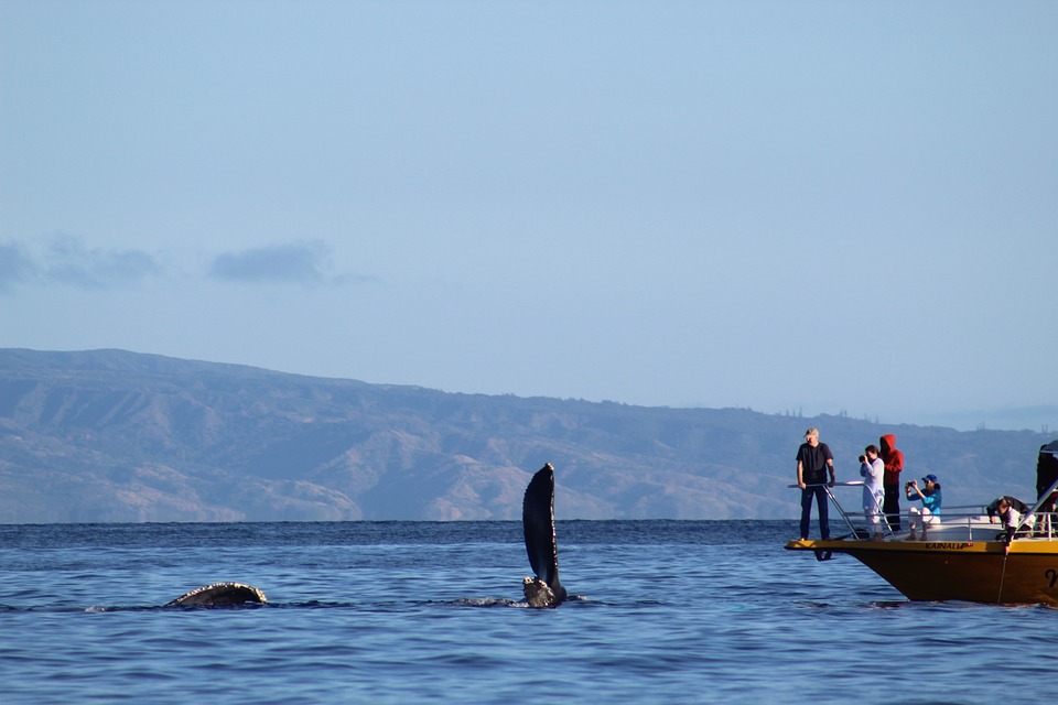 Fraser Island Whale Watching Tours: Marvel at the Gentle Giants of the Sea