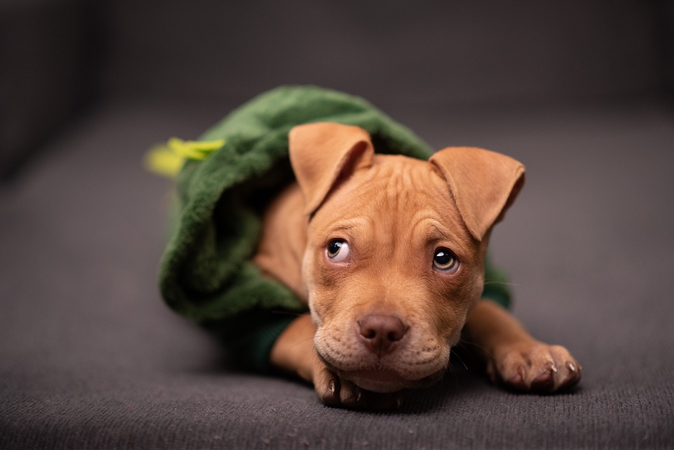 Protect Your Pitbull from the Cold: Winter Wear for Your Furry Friend