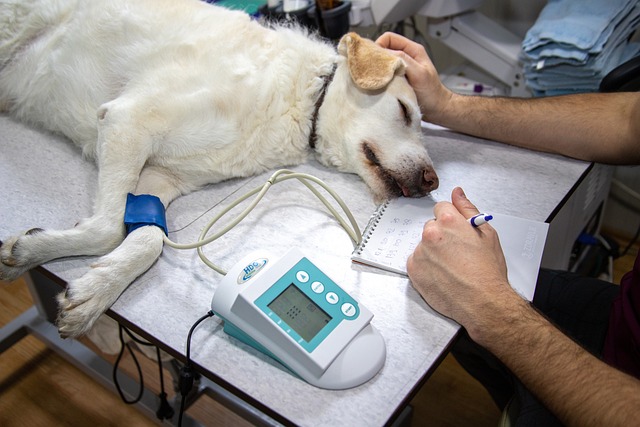 Helping Pups Get Back on Their Paws